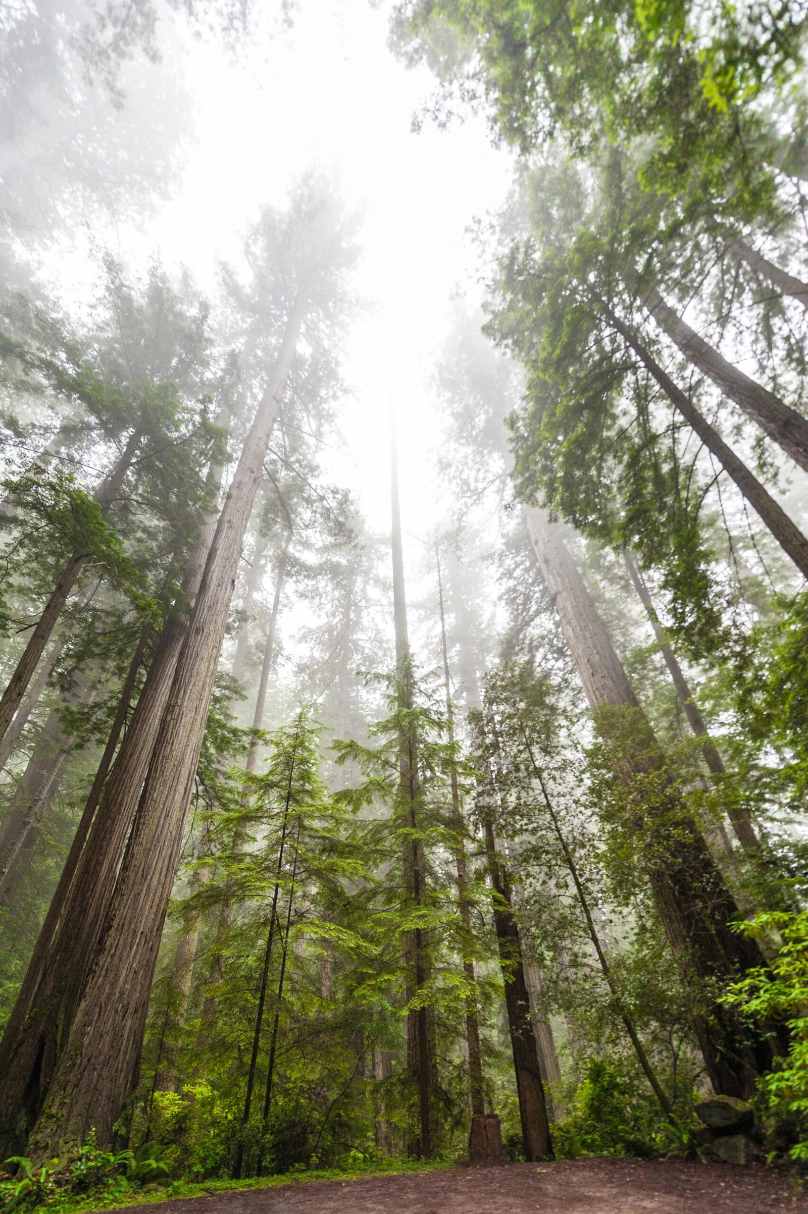 Tall redwood trees shrouded in mist, creating a serene and majestic forest landscape.